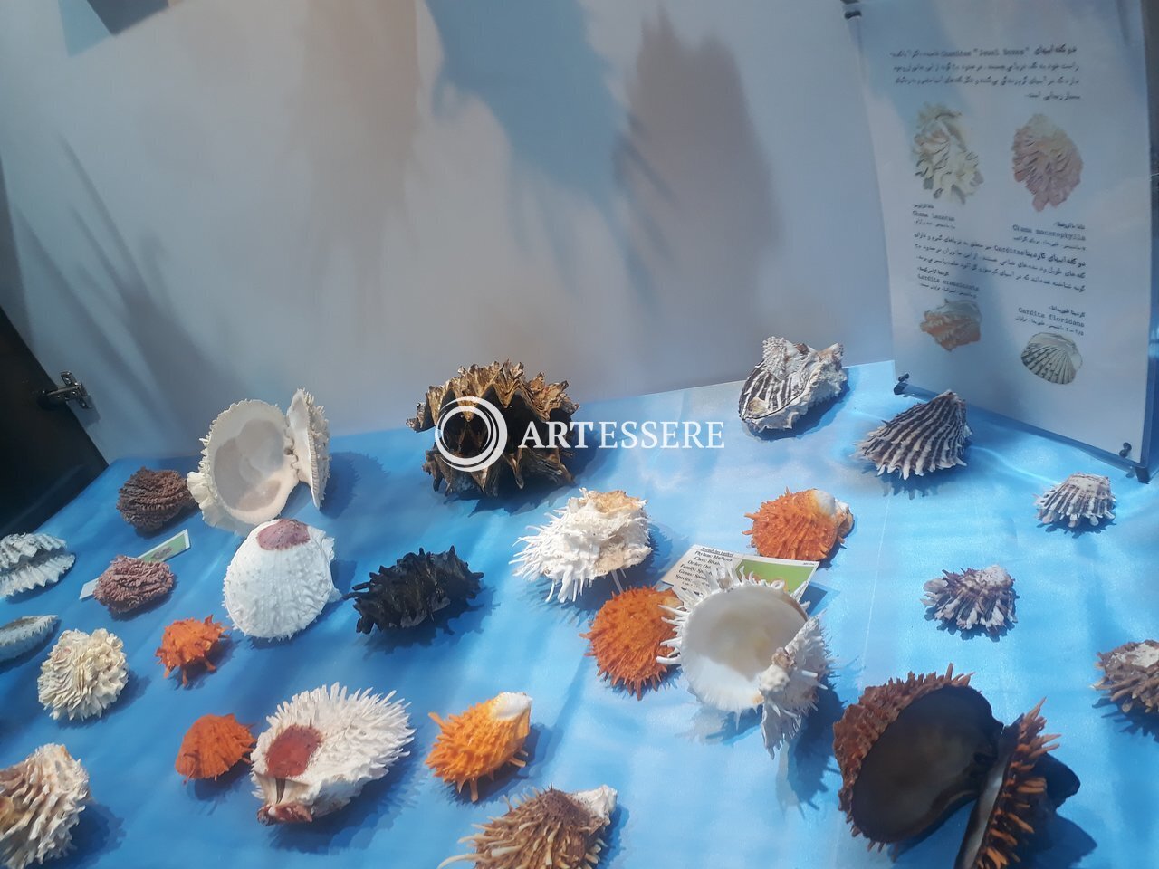 Isfahan Seashell Museum