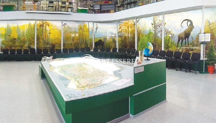 The Museum of Forest