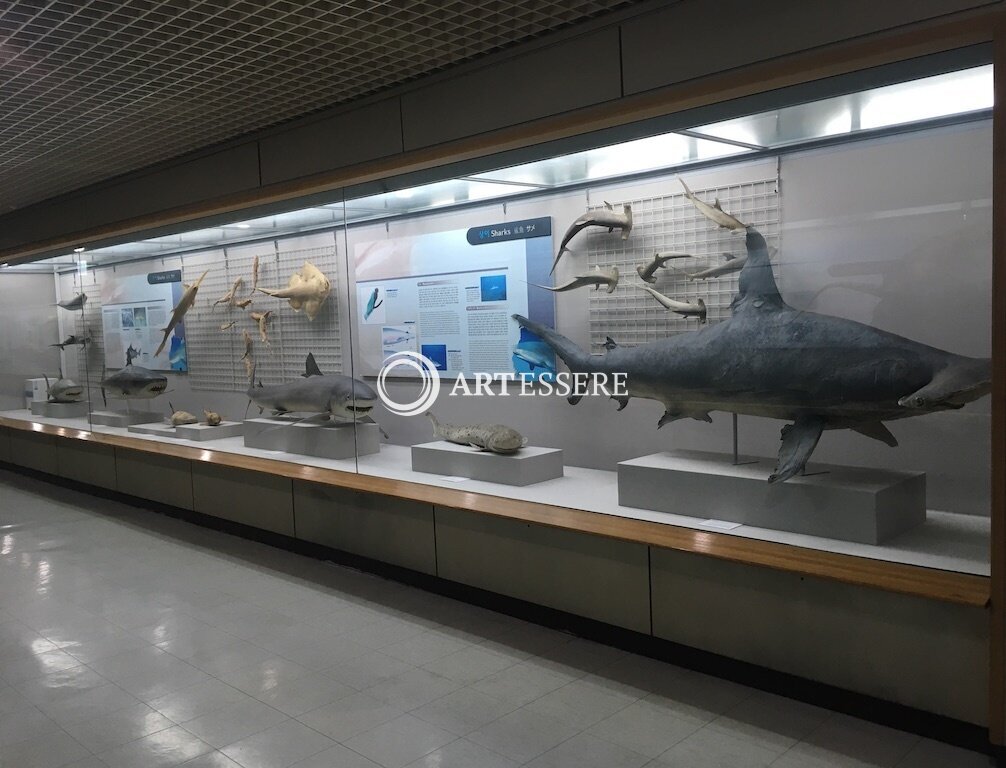 Busan Marine Natural History Museum