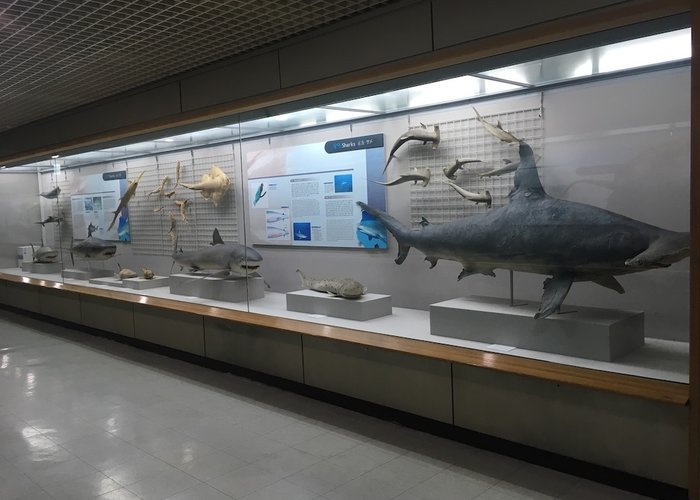 Busan Marine Natural History Museum