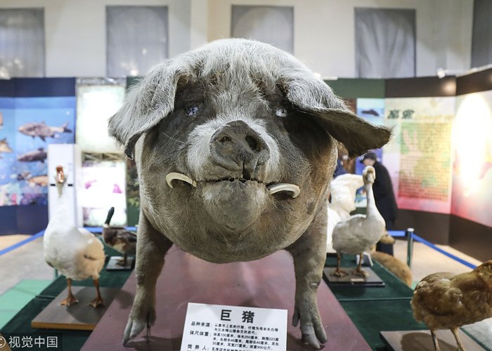 China Agricultural Museum