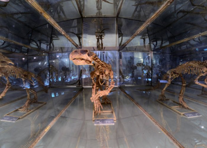 Geological Museum of China