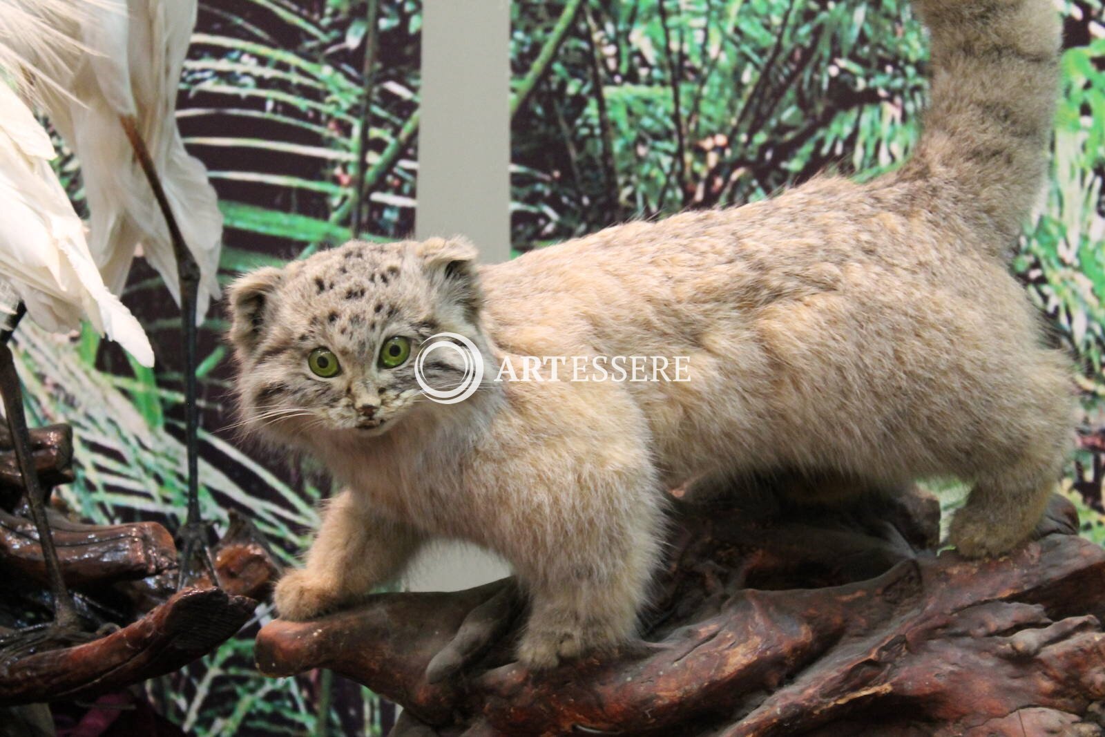 National Zoological Museum of China