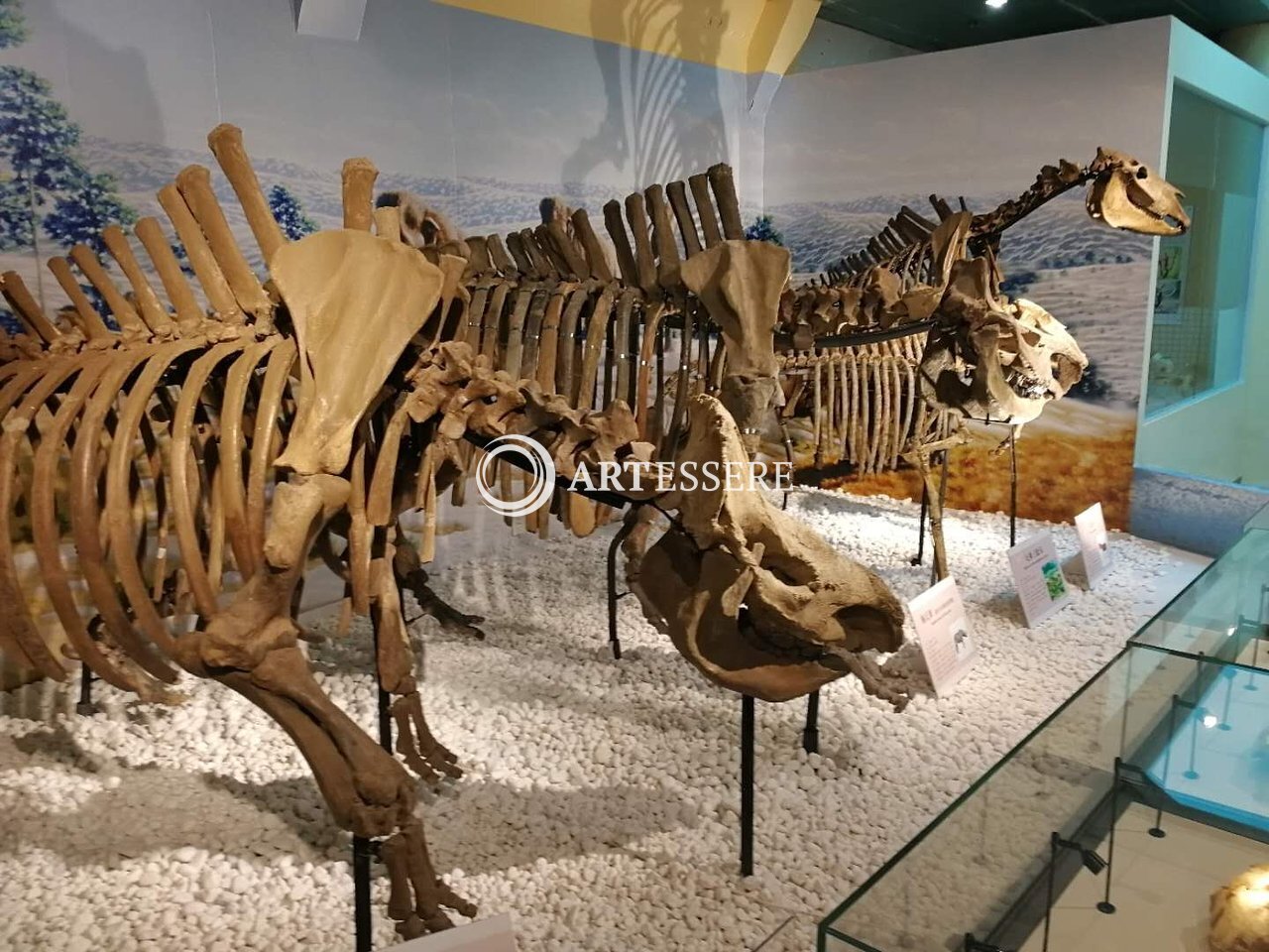 Dalian Natural History Museum