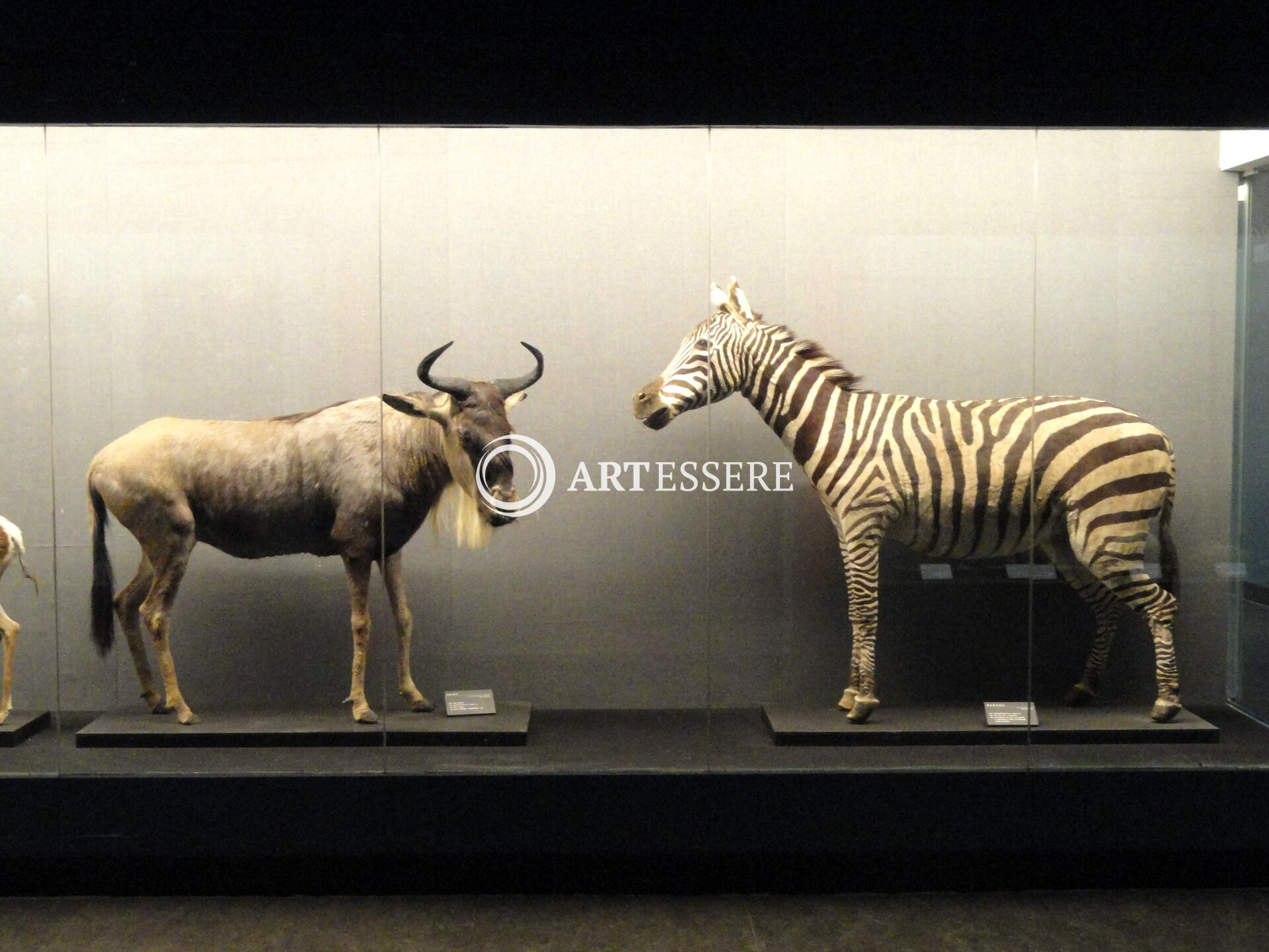 Kunming Animal Museum