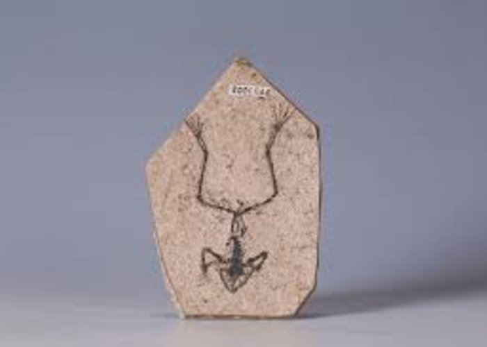 Shanwang Fossil Museum