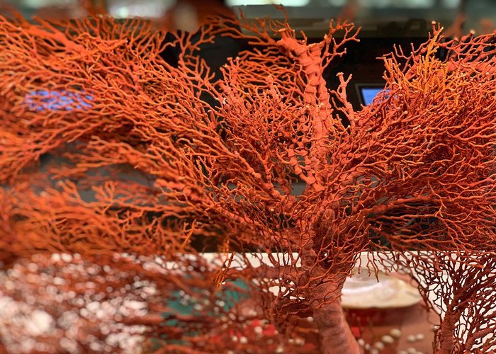 Shanghai Natural History Museum