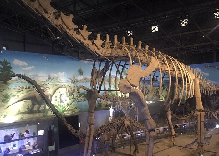 Dinosaur Egg Fossil Museum