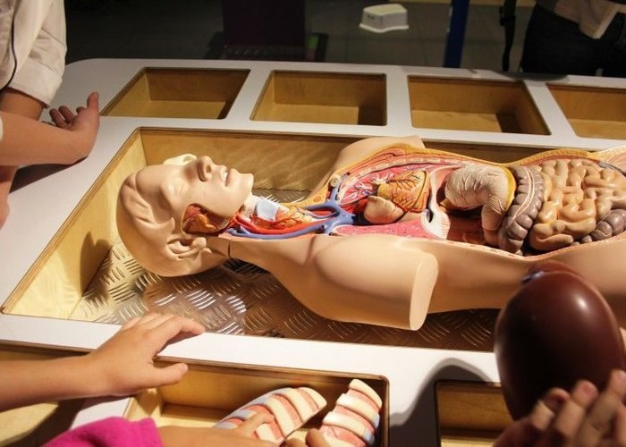 Museum of Human Living Systems