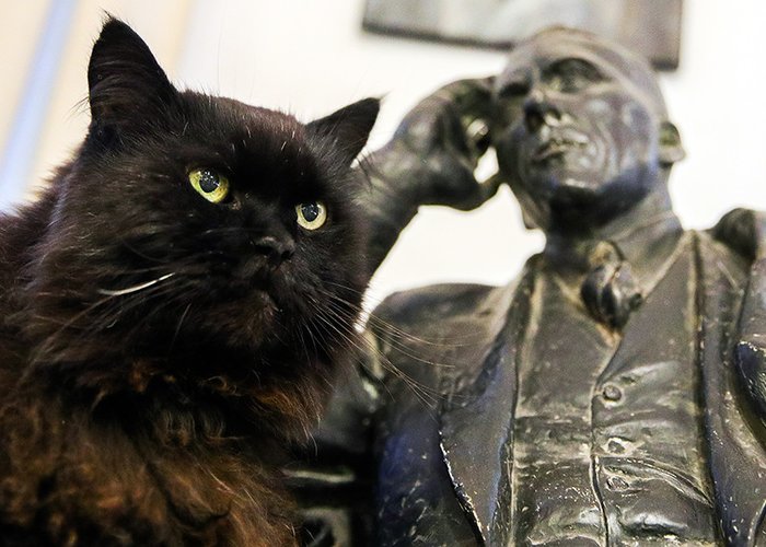 The Moscow Museum of Cat