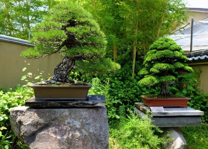 Omiya Bonsai Art Museum, Saitama
