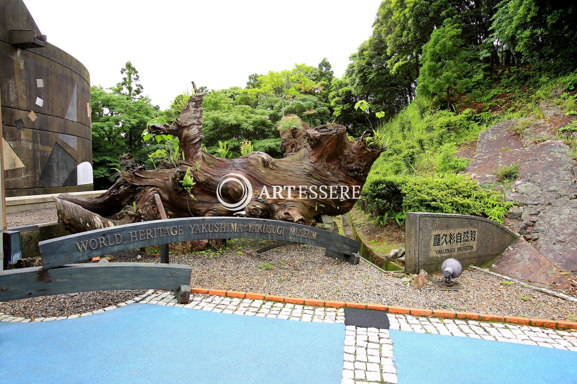 The Yakusugi Museum