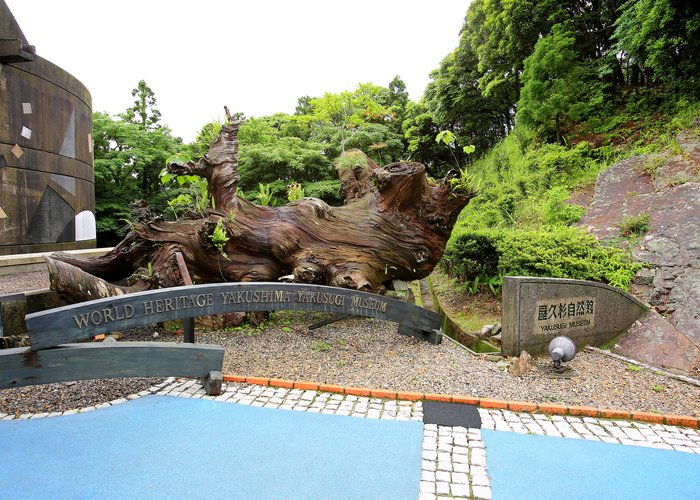 The Yakusugi Museum