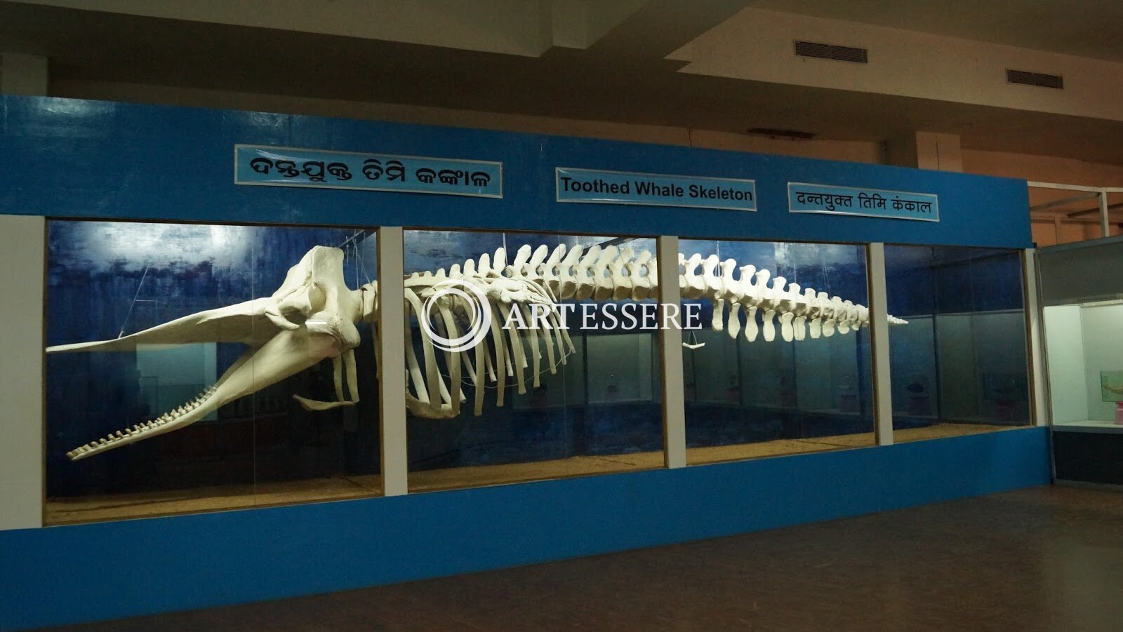 Regional Museum of Natural History, Bhubaneswar