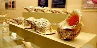 Alice Garg National Seashells Museum
