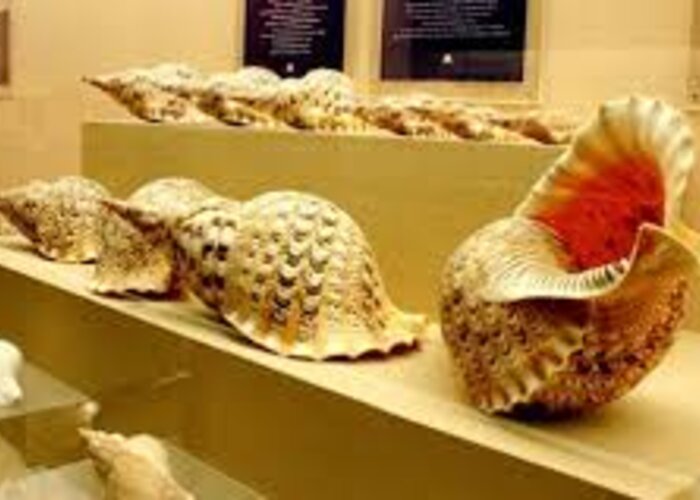 Alice Garg National Seashells Museum