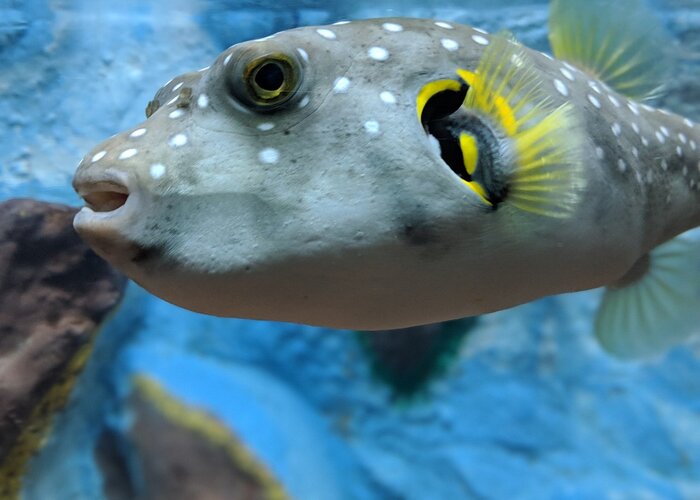 Ratnagiri Marine Musuem