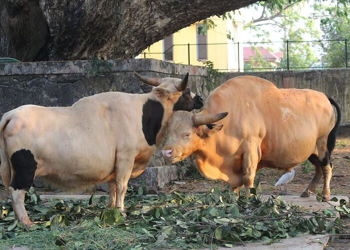 Thrissur Zoo & Museum