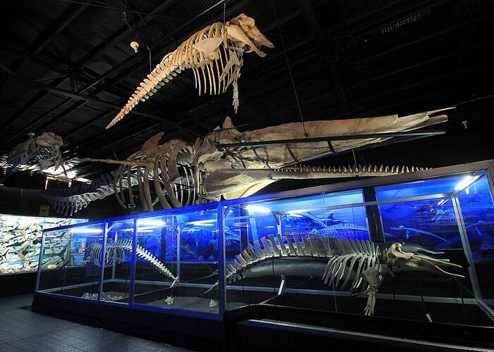 D′ Bone Collector Museum