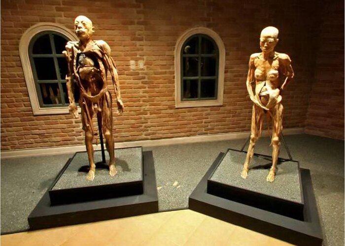 Myth of the Human Body