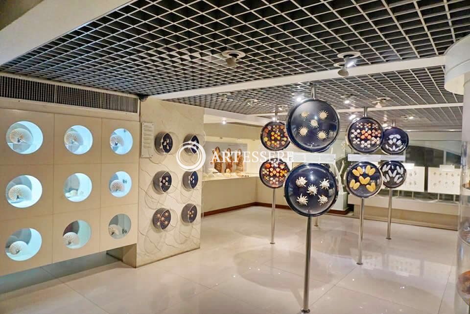Bangkok Seashell Museum