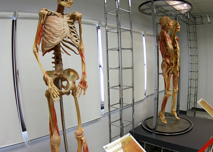 The Human Body Museum
