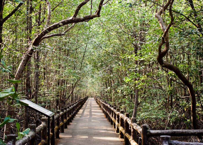 Ngao Mangrove Forest Research Centre