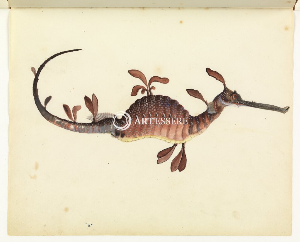 Allport Library and Museum of Fine Arts