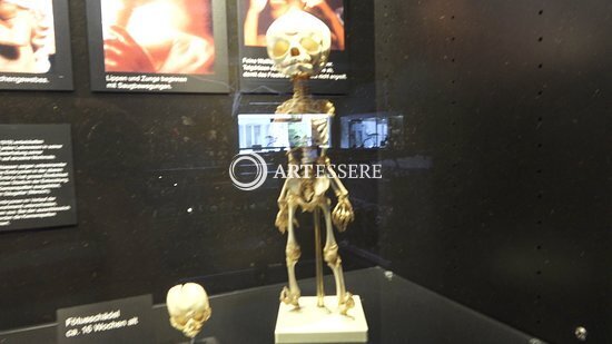 Kulturama Museum Des Menschen