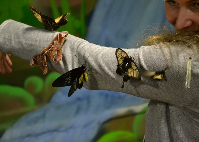 The Museum of Living Butterflies «Tropical Paradise»