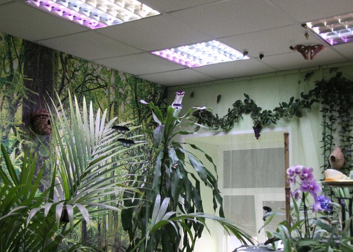 The Tropical Complex «Mindo»