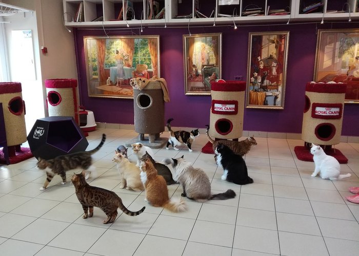 The Museum «Republic of cats»