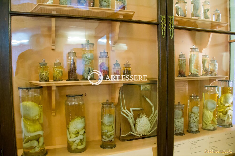 The Museum «Kunstkamera»