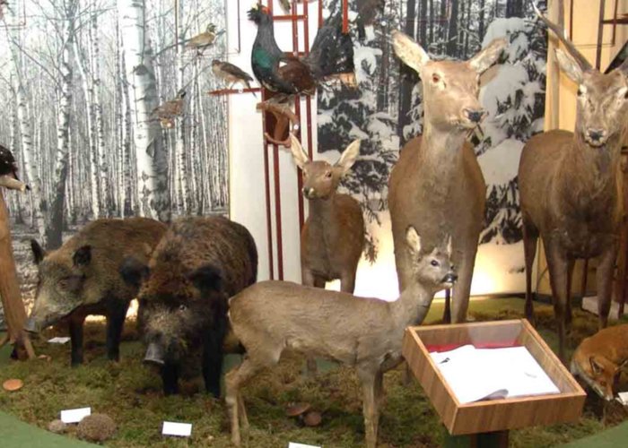 Cultural Institution 