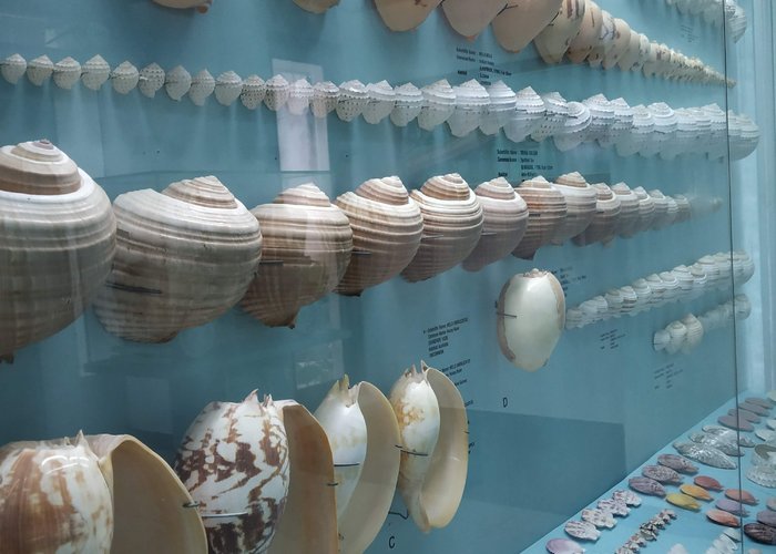 Seashell Museum