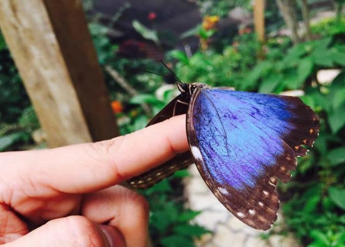 Mayan Hills Butterfly Museum
