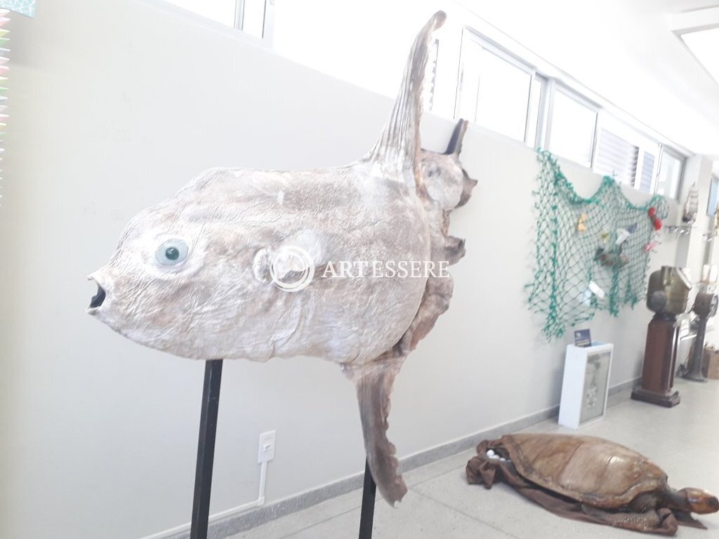 Museum of Morphological Sciences