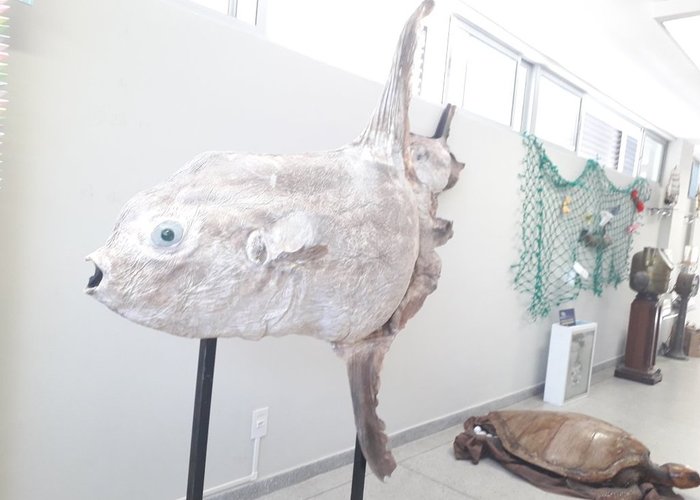 Museum of Morphological Sciences