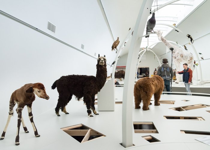 Museum of Natural Sciences in Brussels