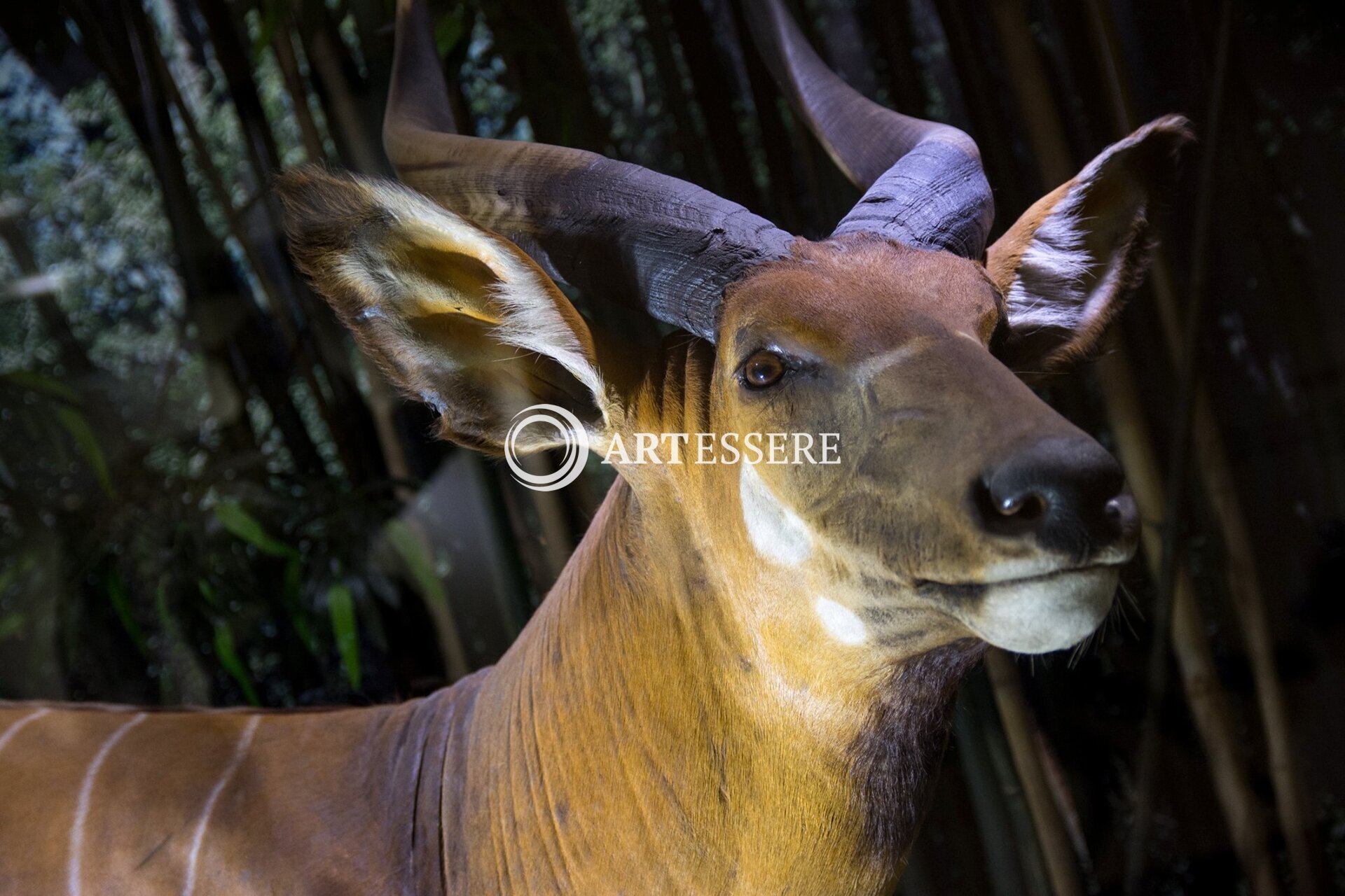 Argentine Museum of Natural Sciences Bernardino Rivadavia