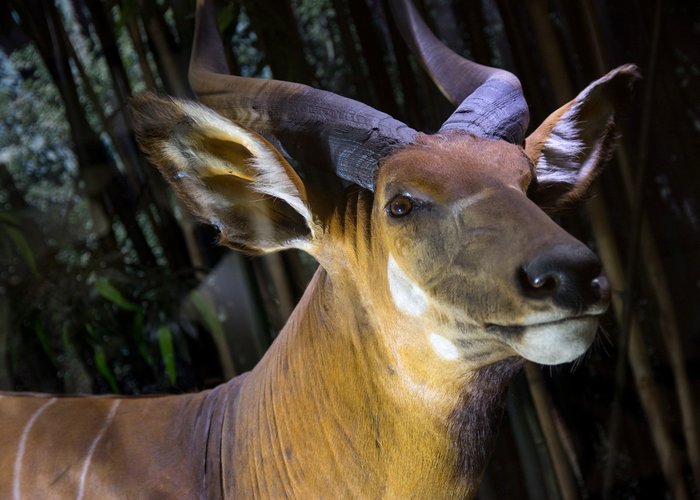 Argentine Museum of Natural Sciences Bernardino Rivadavia