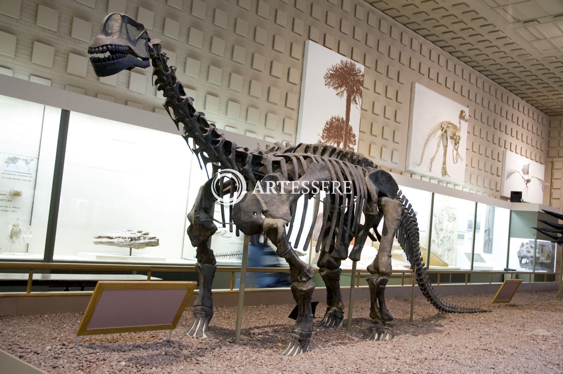 Lorenzo Scaglia Municipal Museum of Natural Sciences