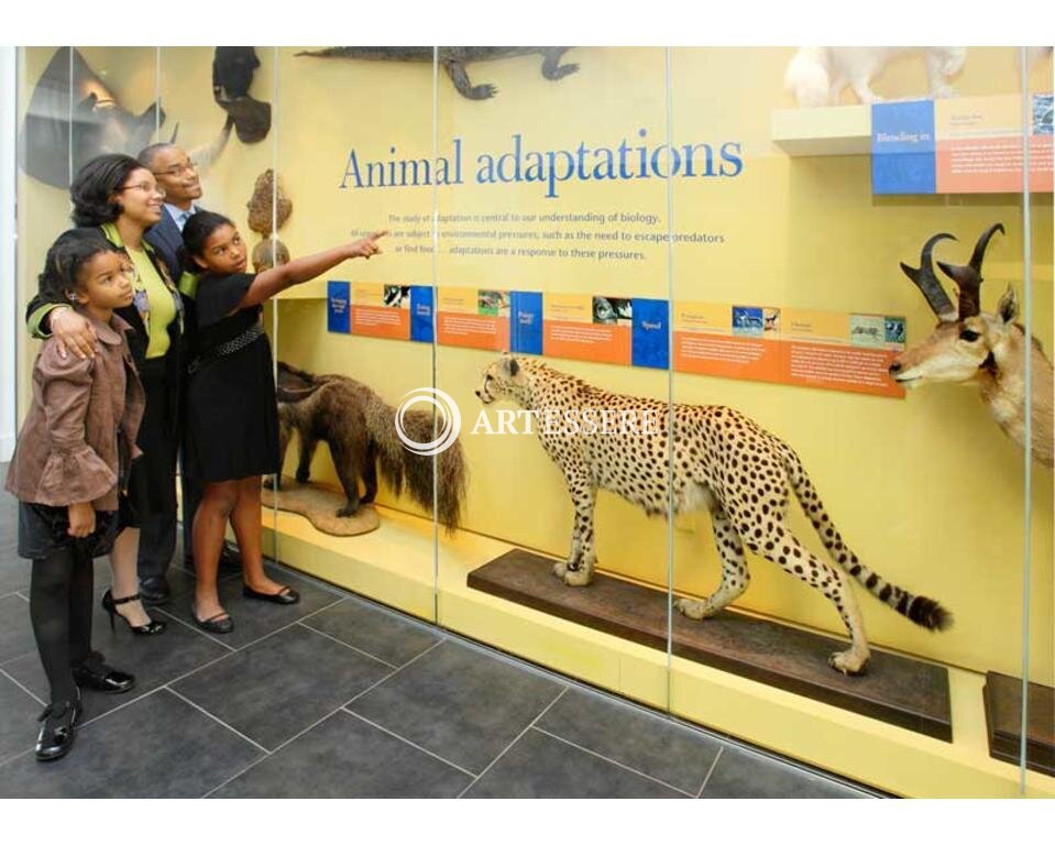 Delaware Museum of Natural History