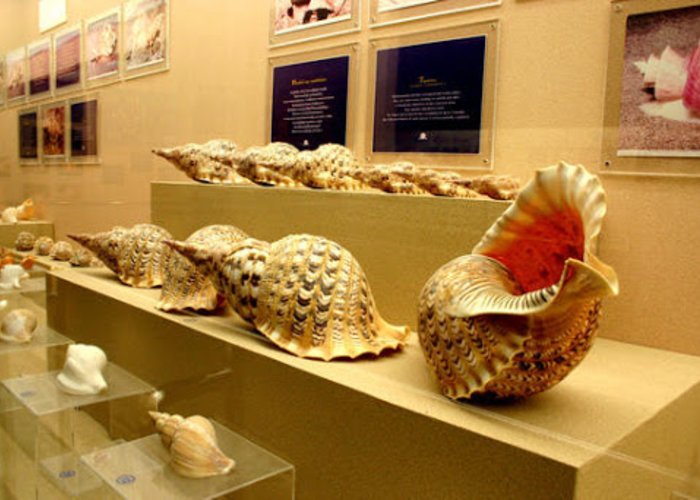 Bailey-Matthews Shell Museum