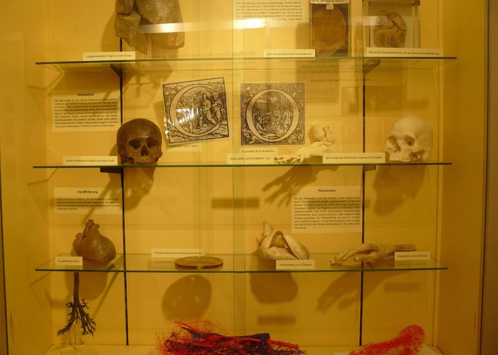 Anatomical Museum of the University of Basel