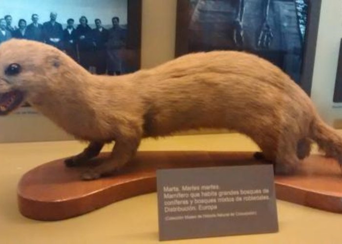 Museo de Historia Natural de Concepcion