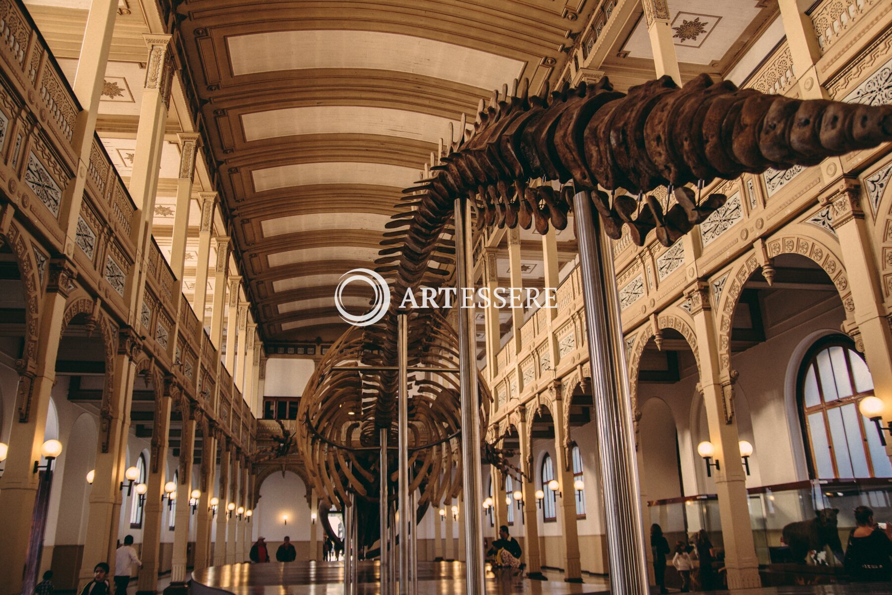 National Chilean Museum  of Natural History