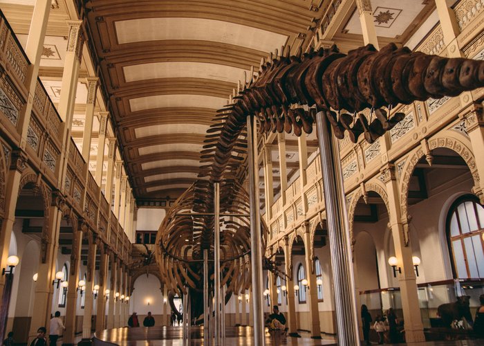 National Chilean Museum  of Natural History