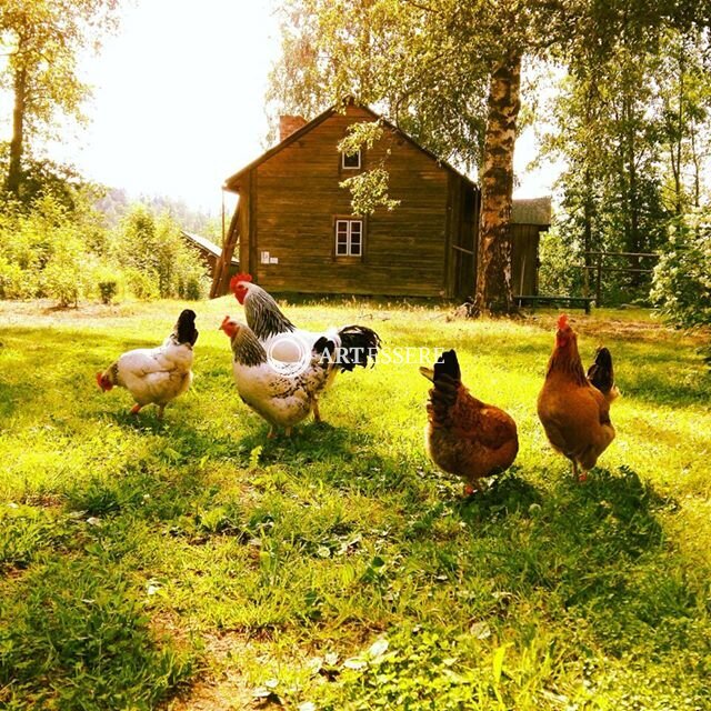 Open Air Museum in Vaasa