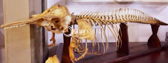 Herbario Alexandre Leal Natural History Museum